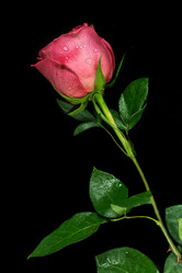 Similar image 12584641