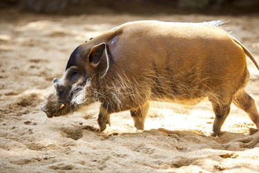 Similar image 12986110