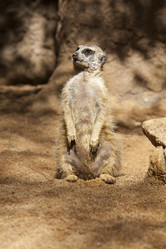 Similar image 12986370