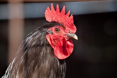 Similar image 12986135