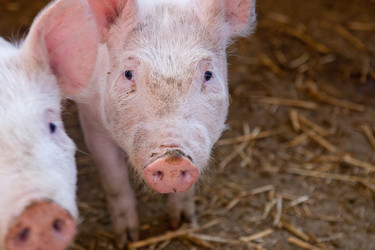 Similar image 12997203