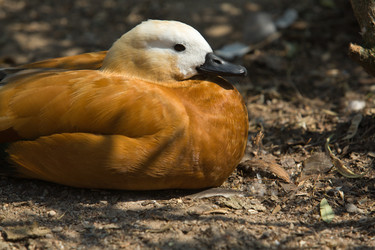 Similar image 12997230