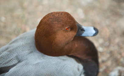 Similar image 12997249