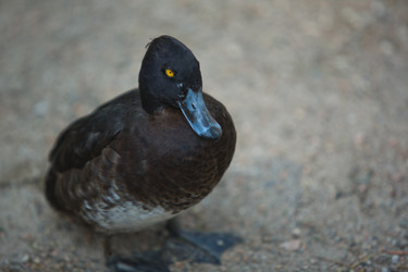 Similar image 12997250