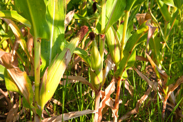 Similar image 12982370