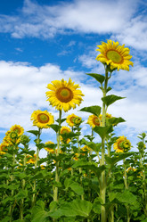 Similar image 12997084