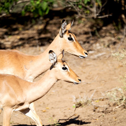 Similar image 12984150