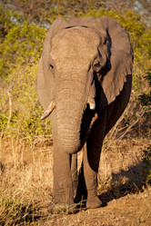 Similar image 12984151