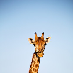 Similar image 12984185