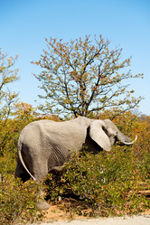 Similar image 12984204