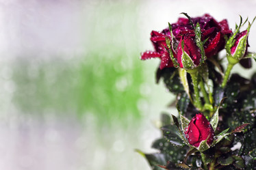 Similar image 12999784