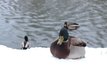 Similar image 12697736