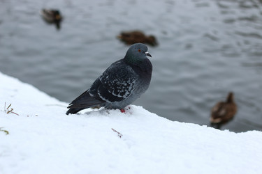 Similar image 12980811