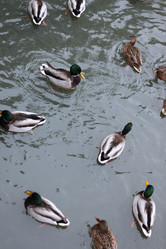 Similar image 12999780