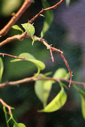 Similar image 13000037