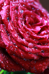 Similar image 13000020