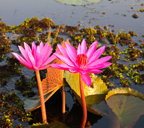 Similar image 12984697