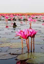 Similar image 12984717