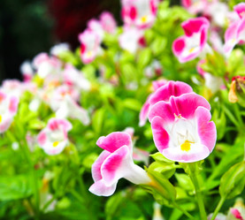 Similar image 12689784