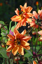 Similar image 12984510