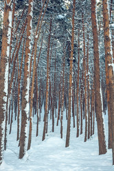 Similar image 12698074