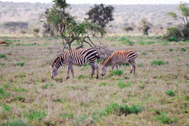 Similar image 12978085