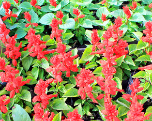 Similar image 12980225