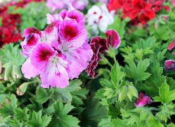 Similar image 12980231