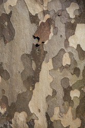 Similar image 12996657