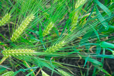 Similar image 12985177