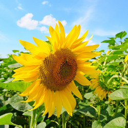 Similar image 12985132