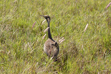 Similar image 12992175