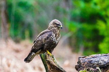 Similar image 12692213