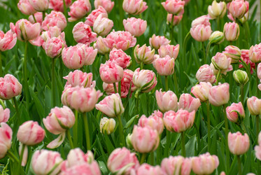 Similar image 12693626