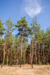 Similar image 12976516