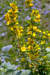 Similar image 12993510