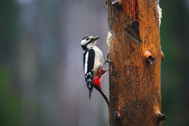 Similar image 12692150