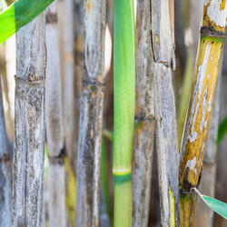 Similar image 12981721