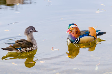 Similar image 12987254