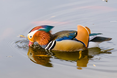 Similar image 12987278