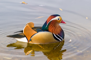 Similar image 12987280