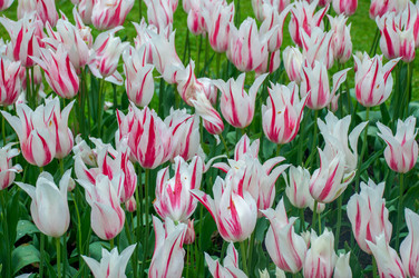 Similar image 12976460