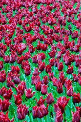 Similar image 12976539