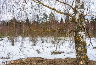 Similar image 12988816