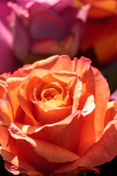 Similar image 12697848