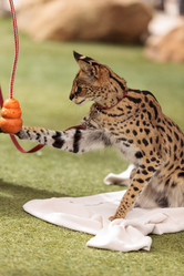 Similar image 12697747