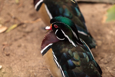 Similar image 12697869