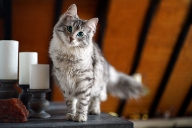 Similar image 12698852