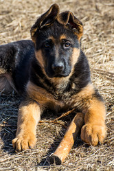 Similar image 12978254