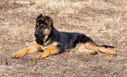 Similar image 12977941